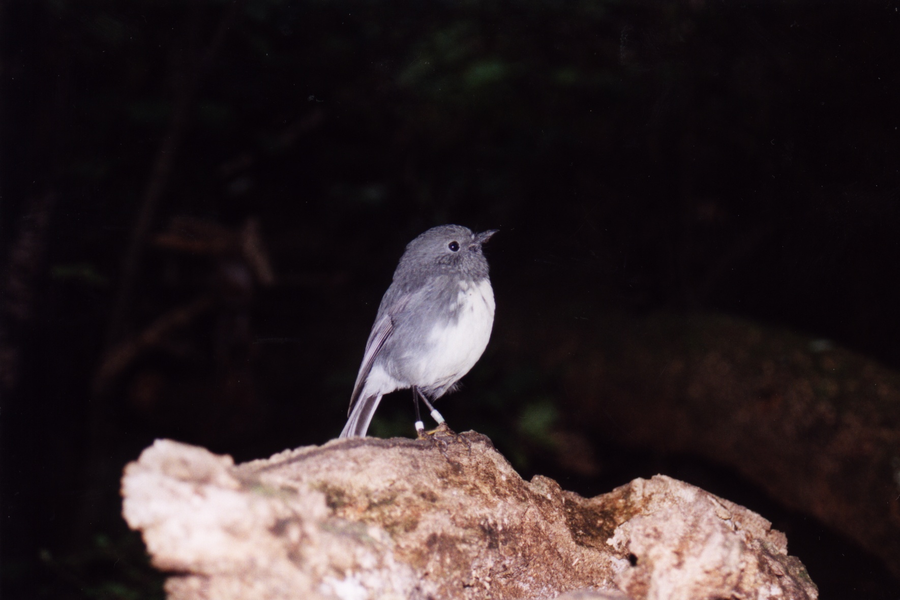 bird2.jpg
