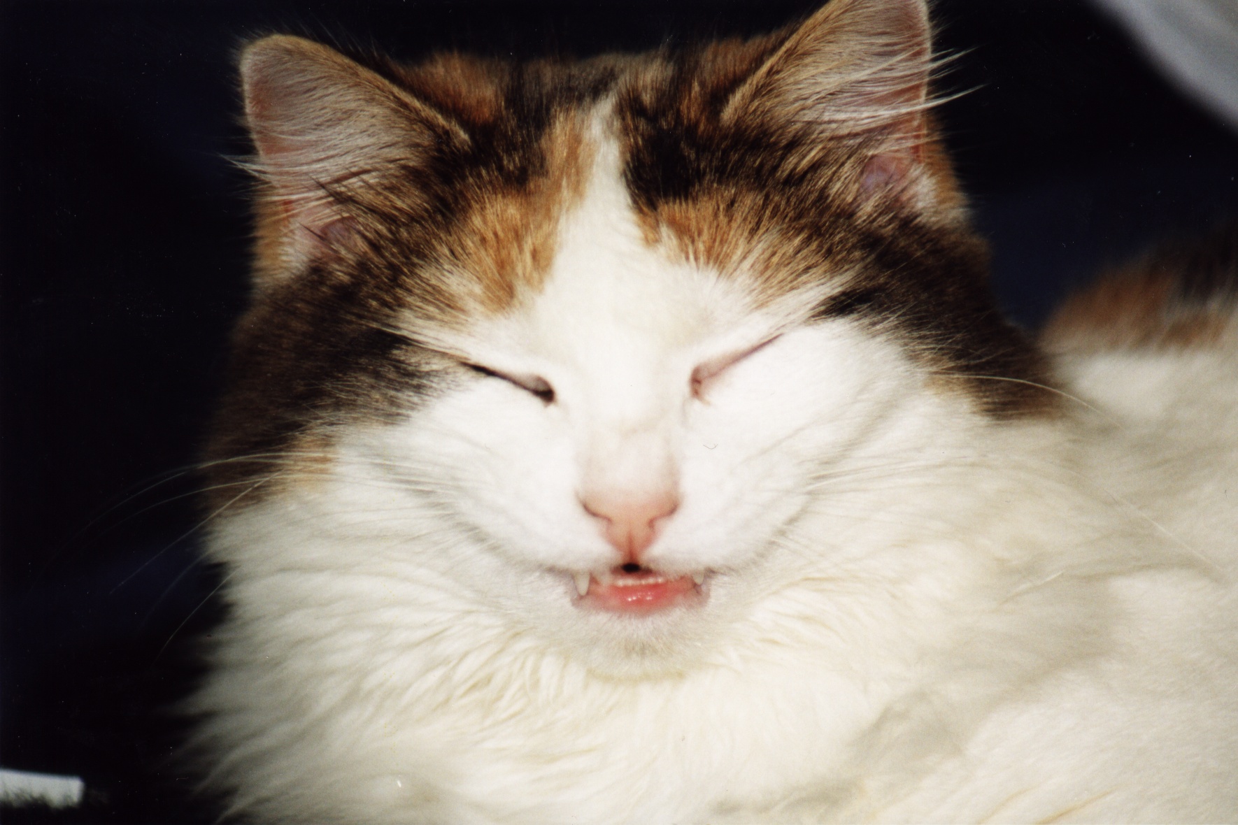 millie1.jpg