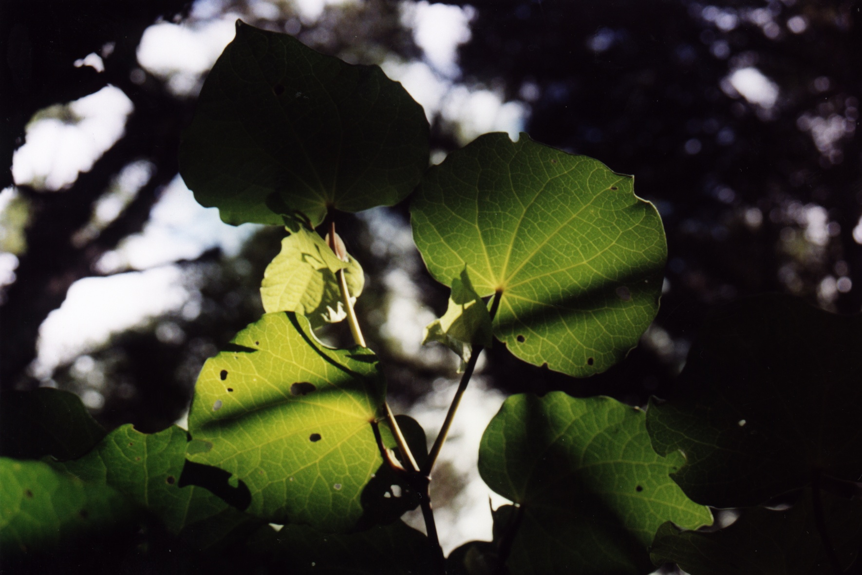 southplant.jpg