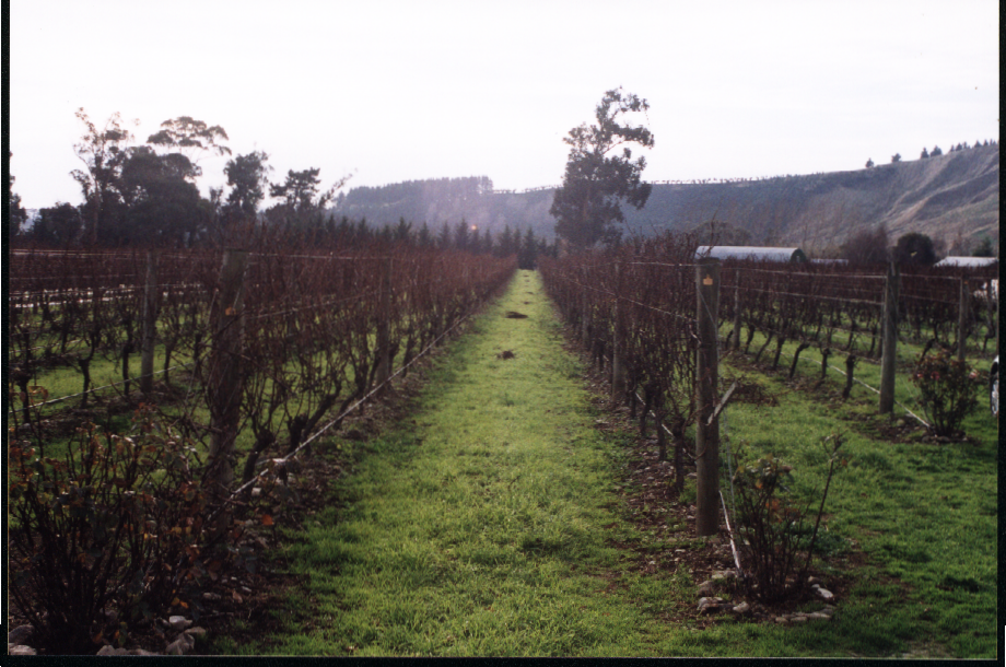 vineyard.jpg